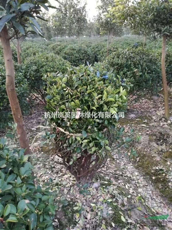 浙江地區(qū)供應(yīng)精品大葉黃楊球