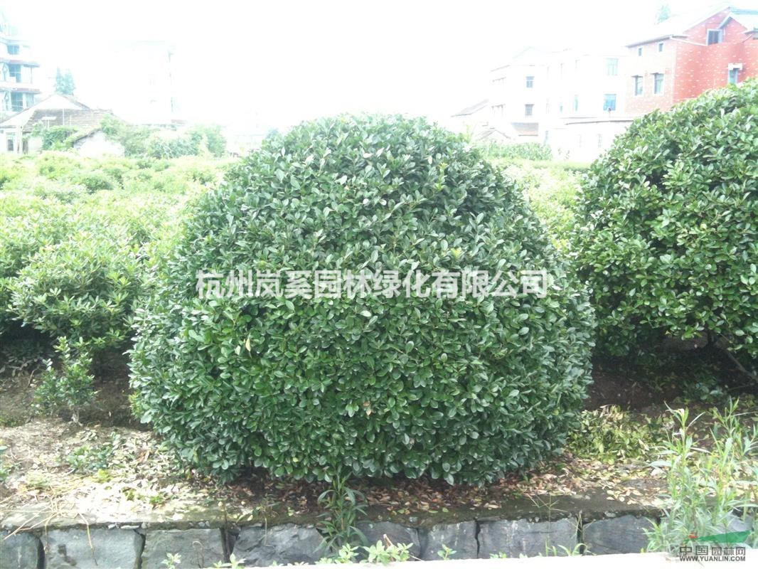 浙江地區(qū)供應(yīng)精品大葉黃楊球