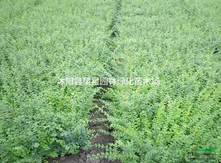 基地直銷  小葉女貞 金葉女貞火棘 繡線菊 優(yōu)質(zhì)廉價(jià)