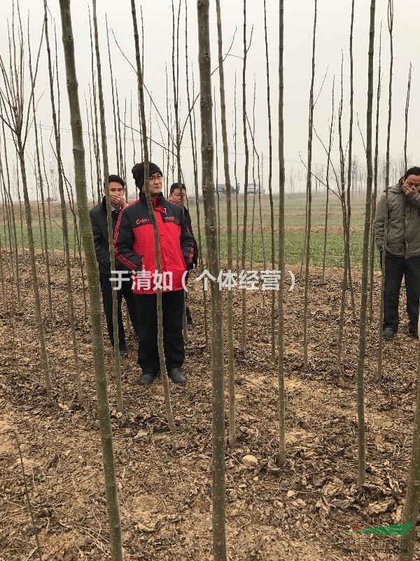 德州楸樹(shù)長(zhǎng)年供應(yīng)工程苗