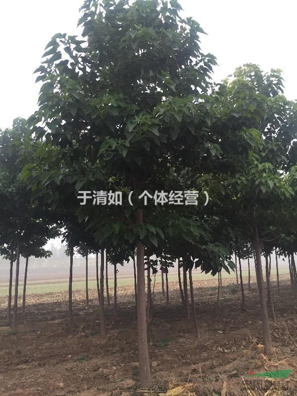德州楸樹(shù)長(zhǎng)年供應(yīng)工程苗