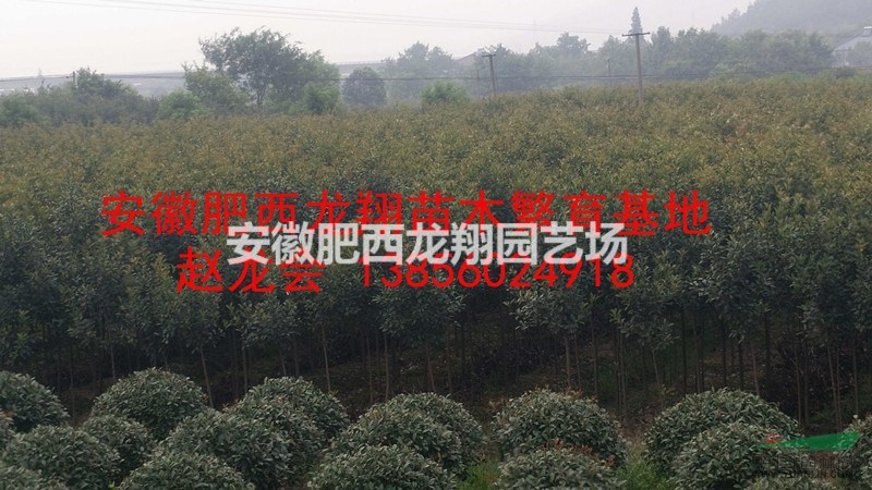 供應安徽合肥肥西高桿石楠、高桿紅葉石楠、2公分高桿石楠