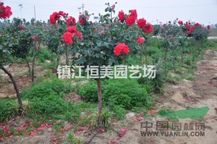 樹狀月季，高桿月季