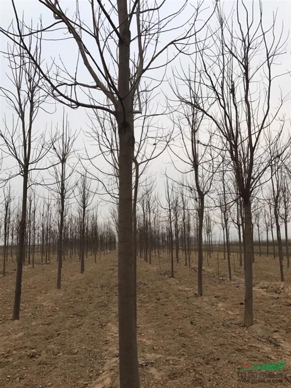 德州良種楸樹基地
