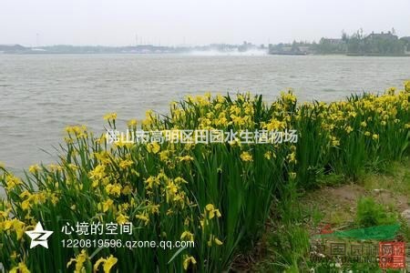 觀賞荷花，睡蓮,美人蕉，再力花，鳶尾，菖蒲，苦草，水蘊(yùn)藻