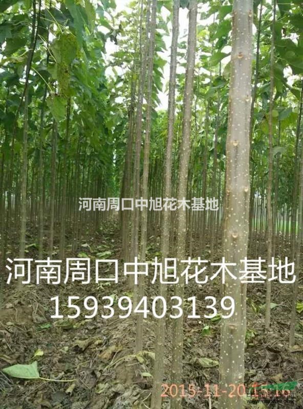 中旭花木基地直供5公分楸樹