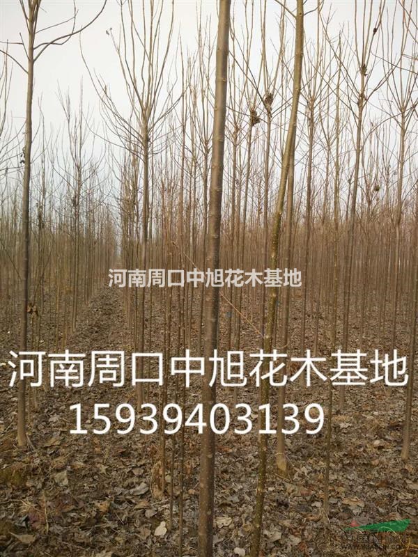 中旭花木基地直供5公分楸樹