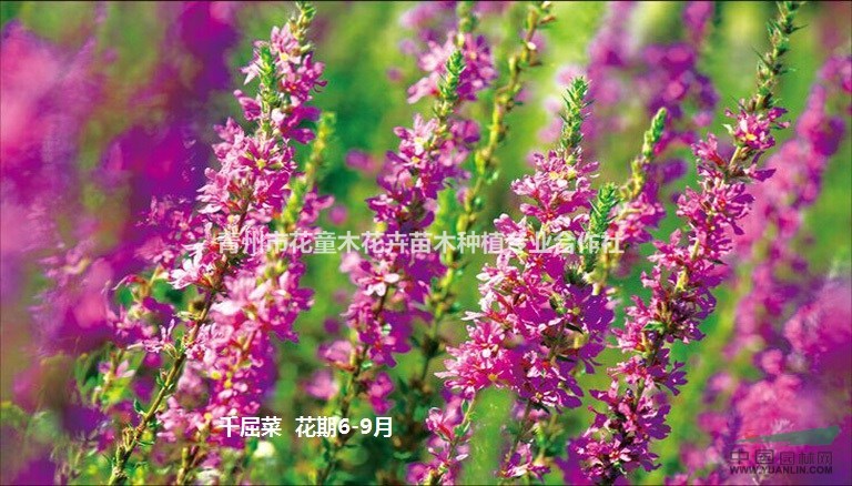 叢生福祿考（芝櫻）  堿蓬    草花·宿根草花