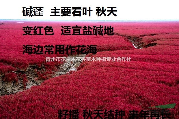 叢生福祿考（芝櫻）  堿蓬    草花·宿根草花