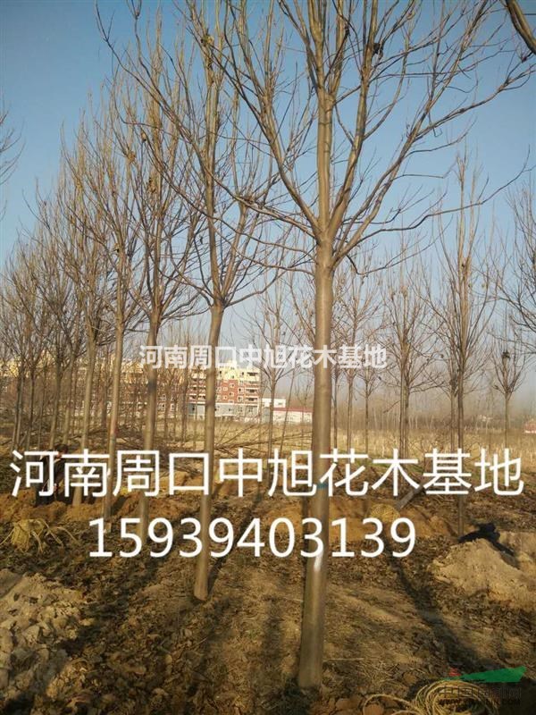 欒樹基地黃山欒樹