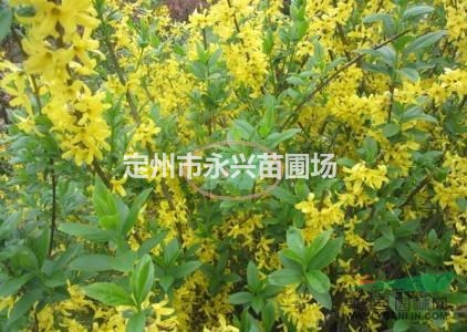 连翘价格，连翘厂家，连翘种植基地，连翘80-120公分