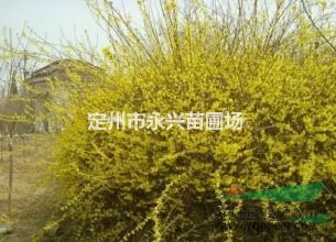 金叶连翘价格，金叶连翘厂家，金叶连翘种植基地，金叶连翘100