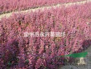红叶小檗厂家，红叶小檗种植基地，红叶小檗球价格，红叶小檗种植