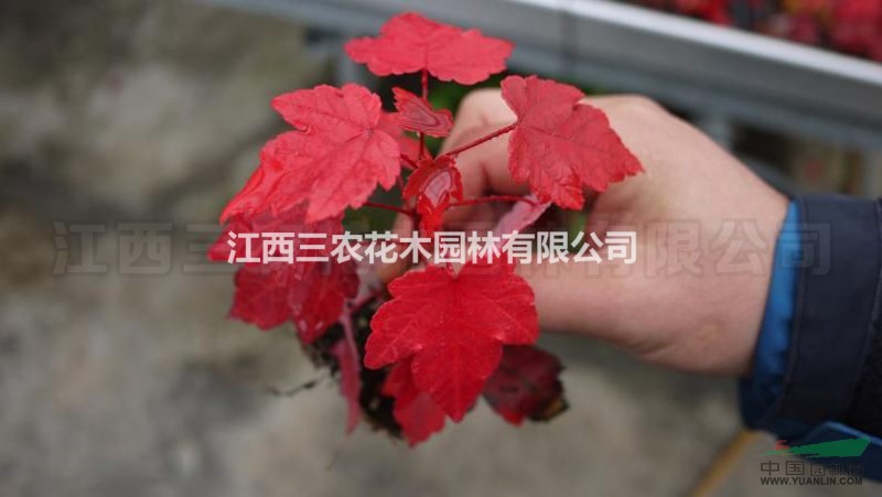 紅點(diǎn)紅楓變色期管理及注意事項(xiàng) 