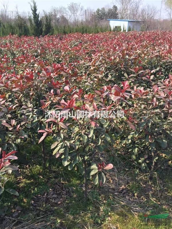 紅葉石楠小毛球六十左右