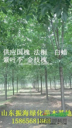 五公分白蠟價(jià)格苗圃種植基地