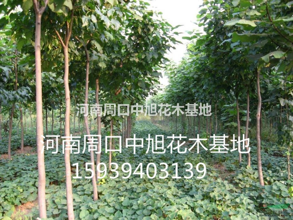 大量供應(yīng)15公分欒樹