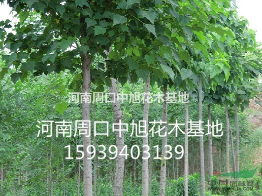 大量供應(yīng)15公分欒樹