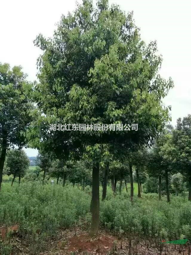 陳店紅東優(yōu)質(zhì)香樟