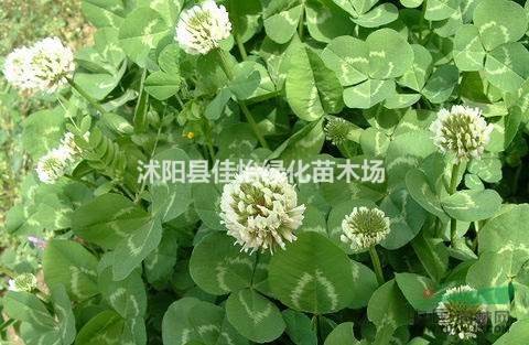 紅三葉 白三葉  園林綠化
