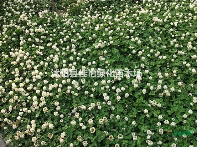 紅三葉 白三葉  園林綠化