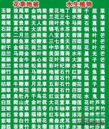 低價供應旱傘草 西伯利亞鳶尾 水生鳶尾 各類水生植物