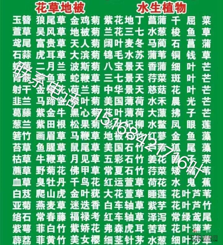 大量供應(yīng)各類水生植物 旱傘草 西伯利亞鳶尾 玉簪 蘭花三七等