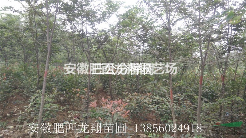 供應(yīng)1公分櫸樹(shù)、2公分櫸樹(shù)、3公分櫸樹(shù)、4公分櫸樹(shù)