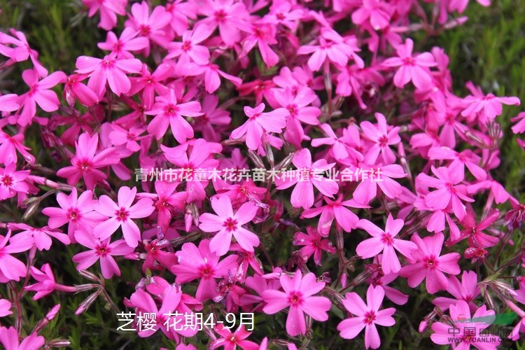 大量供應花海用薰衣草