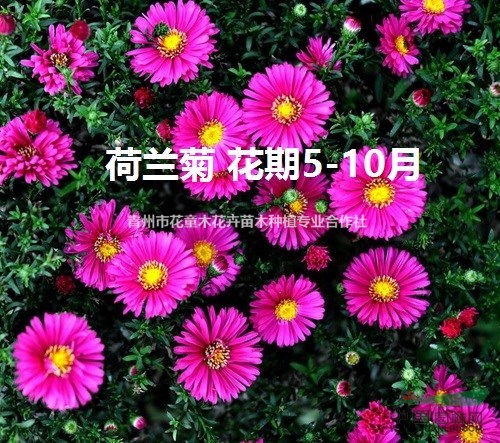 大量供應(yīng)花海用芝櫻（福祿考）