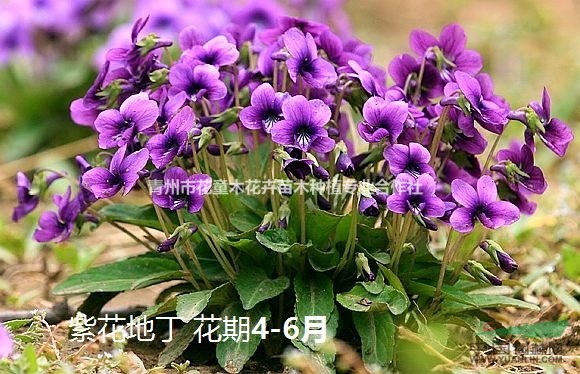 大量供應(yīng)花海用芝櫻（福祿考）