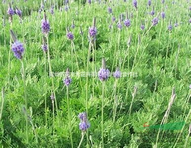 薰衣草     花海專(zhuān)用