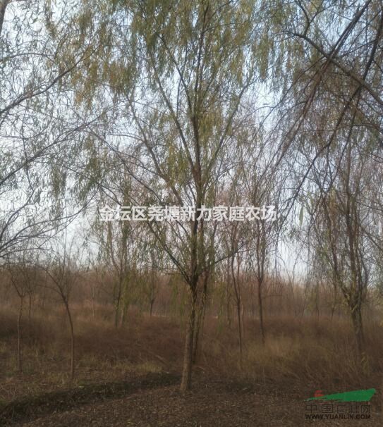 江蘇常州苗圃【垂柳】批發(fā)直銷