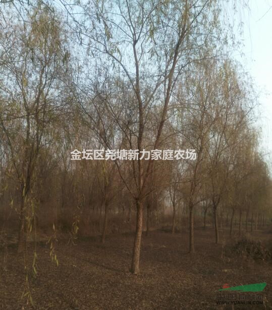 江蘇常州苗圃【垂柳】批發(fā)直銷