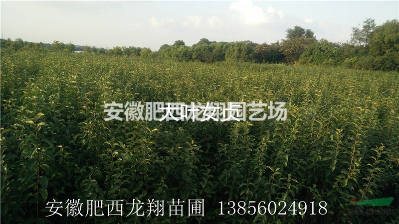 安徽合肥大葉女貞、肥西大葉女貞基地、規(guī)格齊全、最新苗木價(jià)格