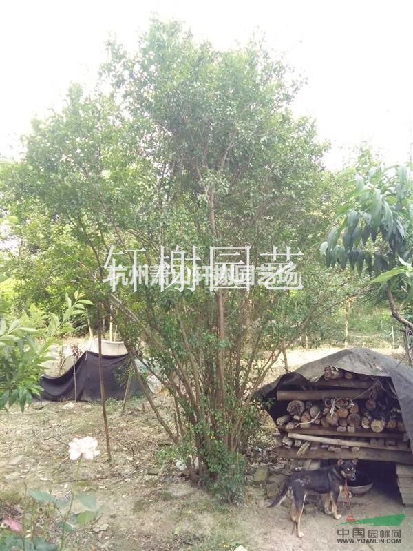 浙江地區(qū)供應(yīng)冠幅120-200花石榴