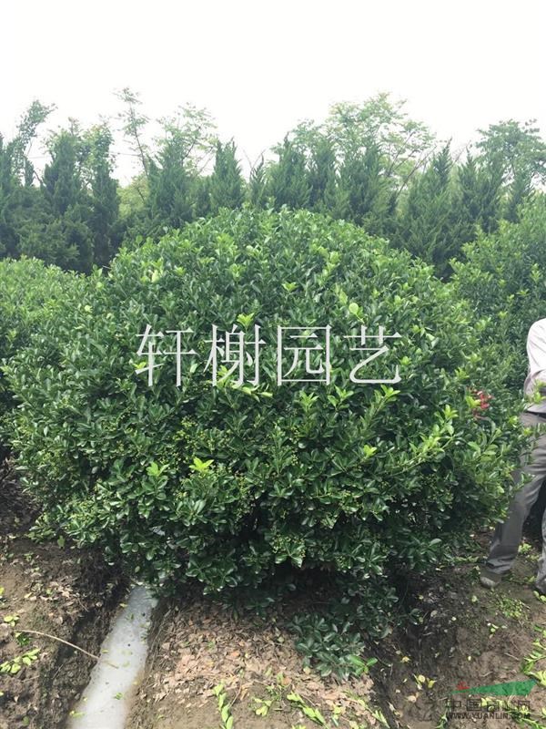浙江地區(qū)供應(yīng)冠幅80-200大葉黃楊