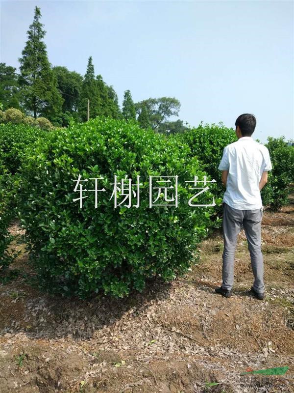 浙江地區(qū)供應(yīng)冠幅80-200大葉黃楊
