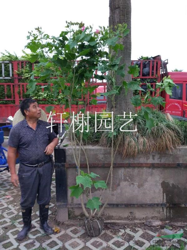 浙江地區(qū)供應(yīng)冠幅120-150木芙蓉