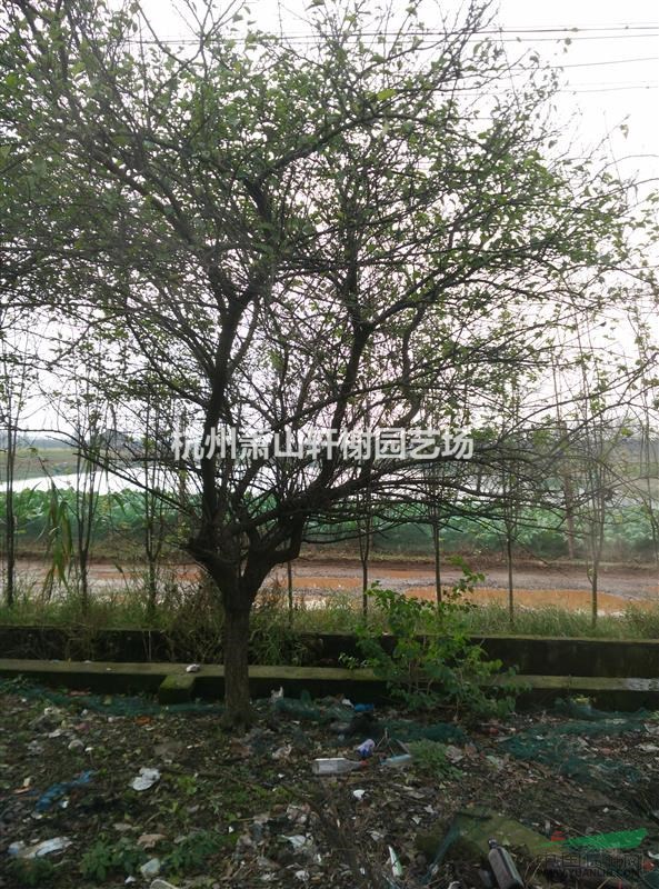浙江地區(qū)供應(yīng)地徑3-7公分紅梅