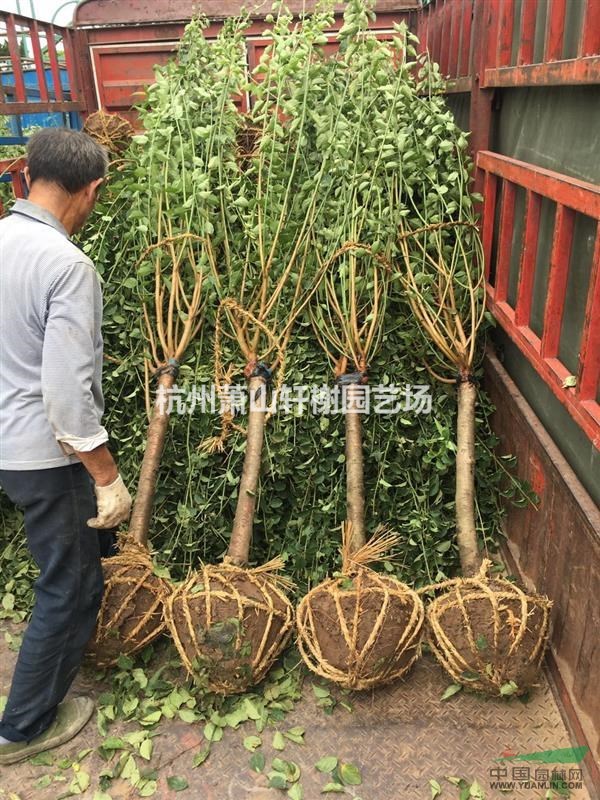 浙江地區(qū)供應(yīng)地徑3-7公分紅梅