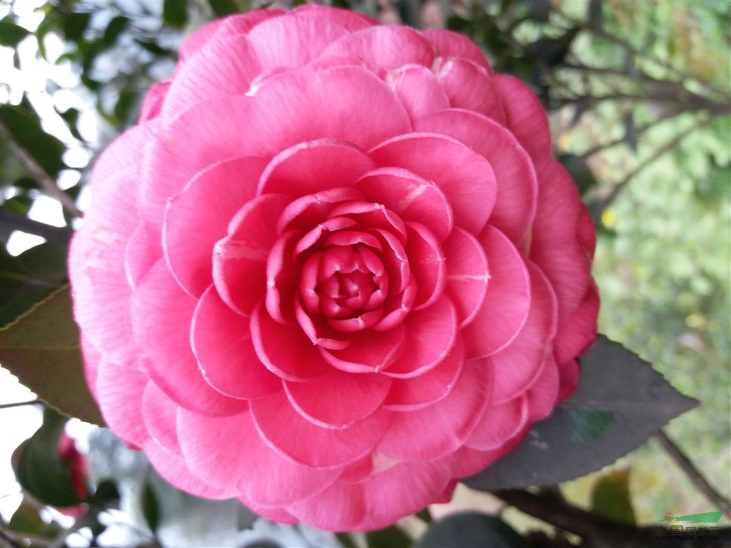 四川大量茶花供應(yīng)