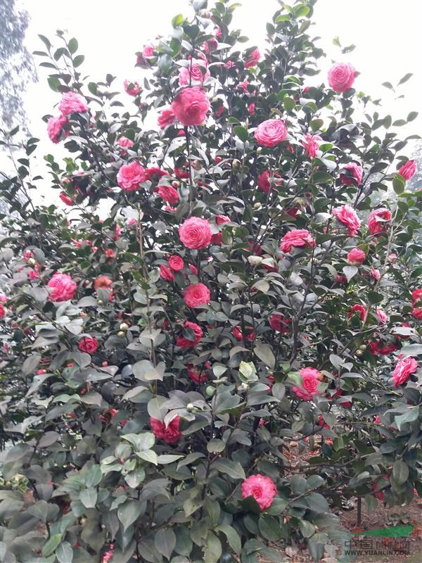 四川大量茶花供應(yīng)