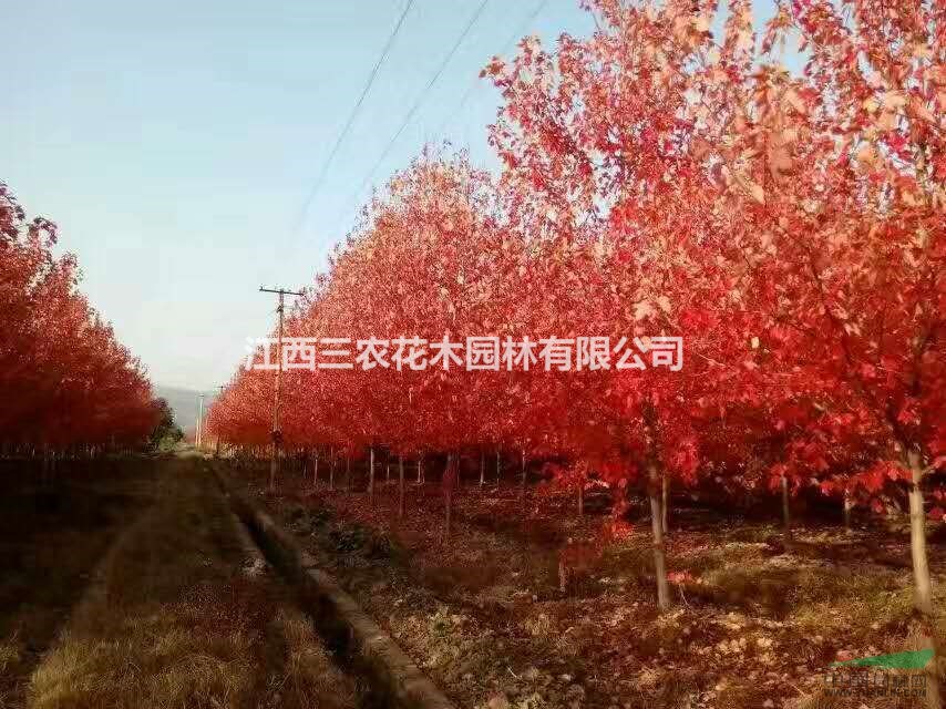 3公分美國(guó)紅楓多少錢(qián)一株 地徑3公分美國(guó)紅楓大樹(shù)價(jià)格 