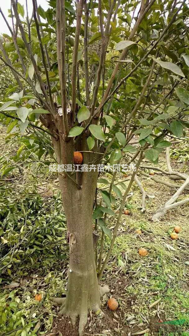 大量出售紅橘樁頭、紅橘樹