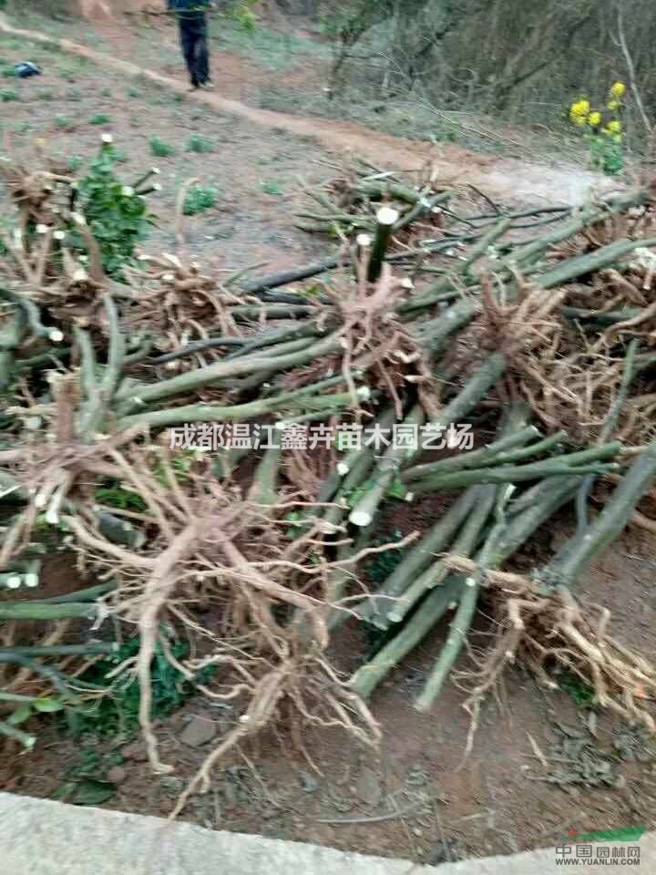 大量出售紅橘樁頭、紅橘樹