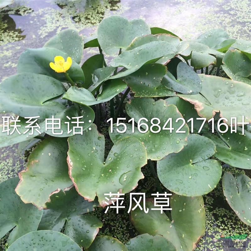 浙江哪家做草花水生植物的最專業(yè) 最好 最低價(jià) 荇菜 萍逢草