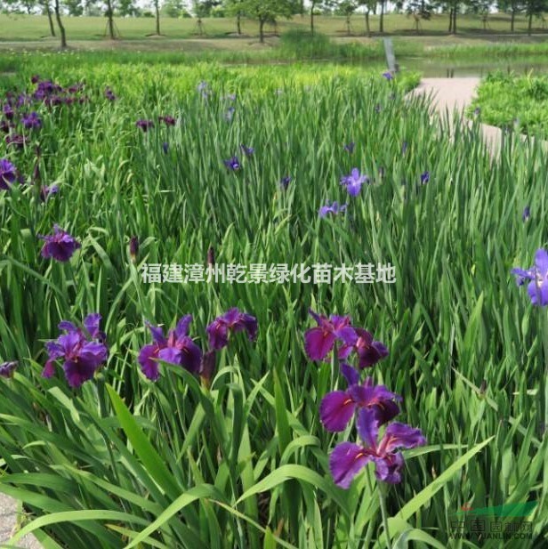 鳶尾花價(jià)格，鳶尾苗