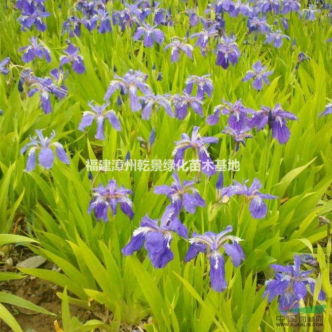 鳶尾花價(jià)格，鳶尾苗
