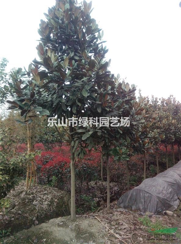 四川樂(lè)山供應(yīng)廣玉蘭米徑5～7CM